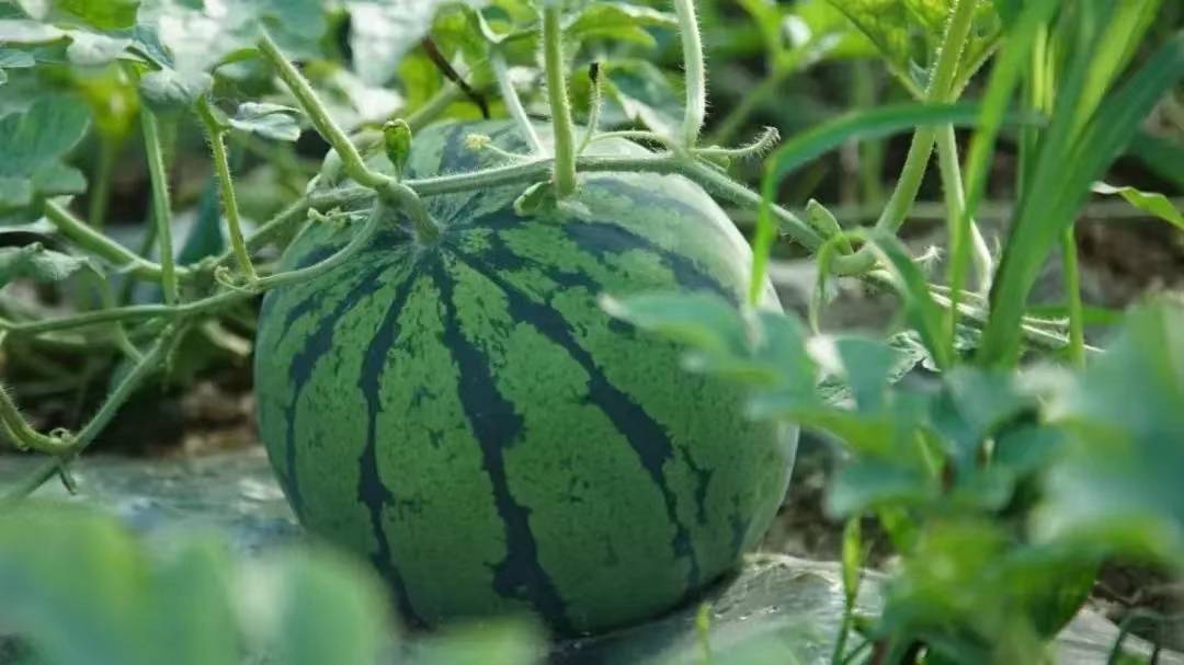 不忘來路 收獲甘甜